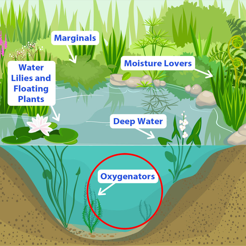 Hornwort | Ceratophyllum demersum | Pond Plant
