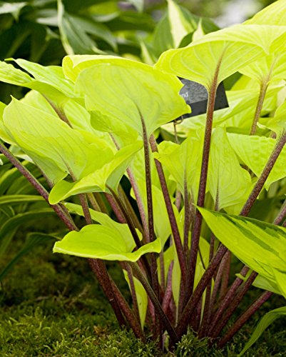 Fire Island | Specialty Hosta 3/4 Gal
