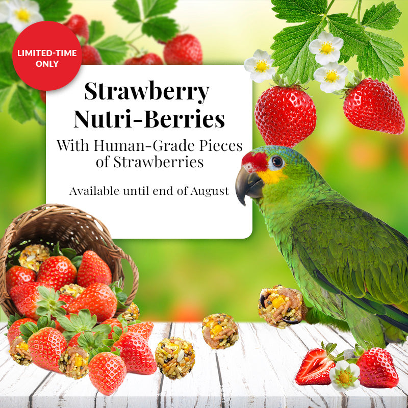 Lafeber's LIMITED EDITION Strawberry Nutri-Berries for Parrots
