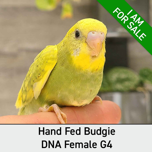 Hand Fed Budgie Parakeet - Melopsittacus undulatus