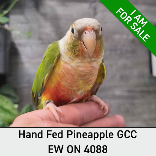 Hand Fed Green Cheeked Conure/Mutation - Pyrrhura molinae