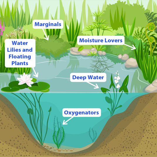 Water Hyacinth PLUS Water Lettuce - Combo