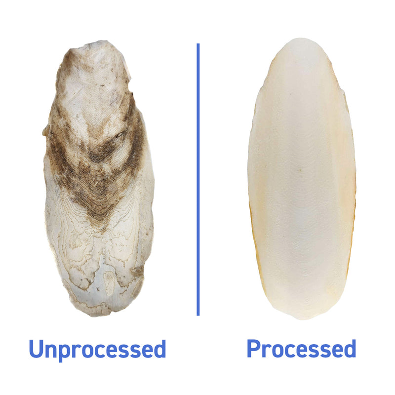 Cuttlebone for Birds & Reptiles - Great for Calcium
