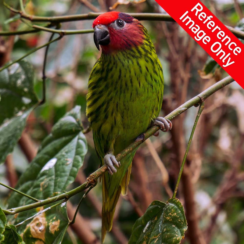 Hand Fed Goldie's Lorikeet - Psitteuteles goldiei
