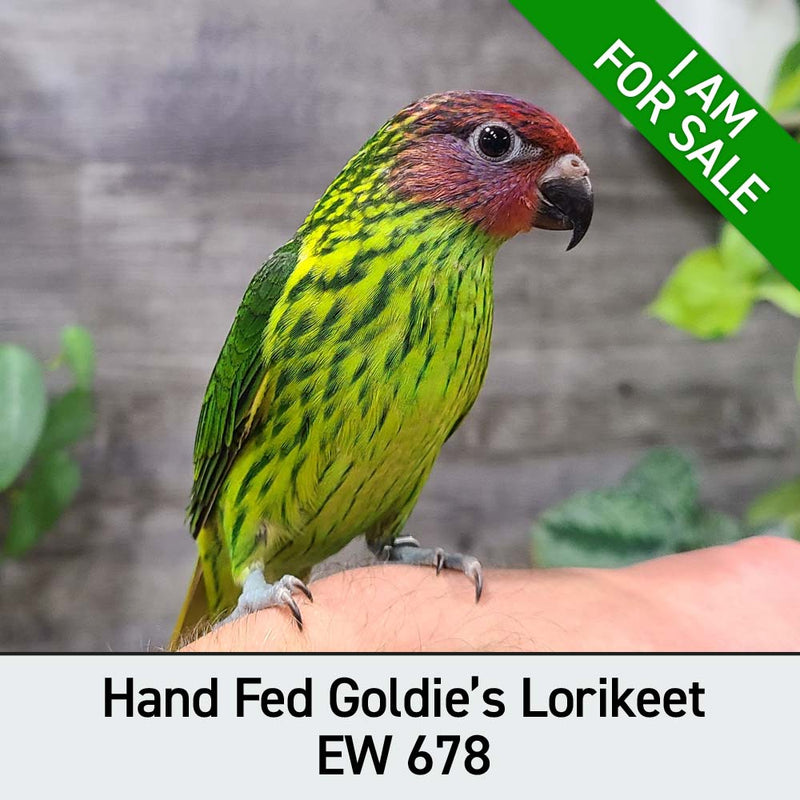 Hand Fed Goldie's Lorikeet - Psitteuteles goldiei
