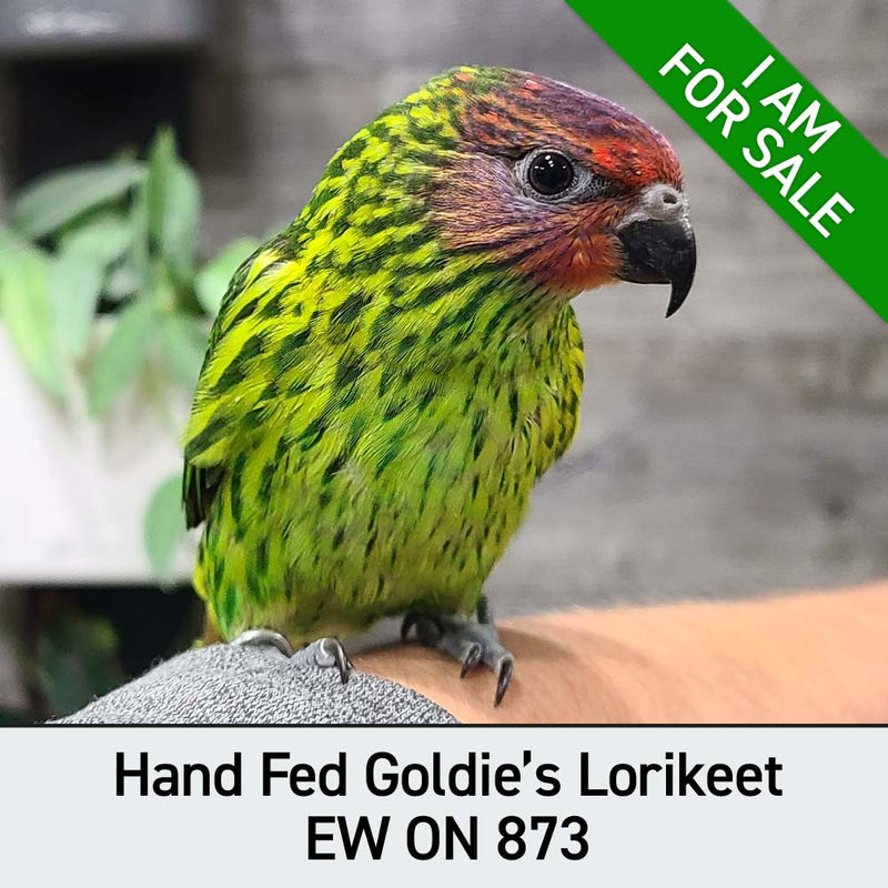 Hand Fed Goldie's Lorikeet - Psitteuteles goldiei
