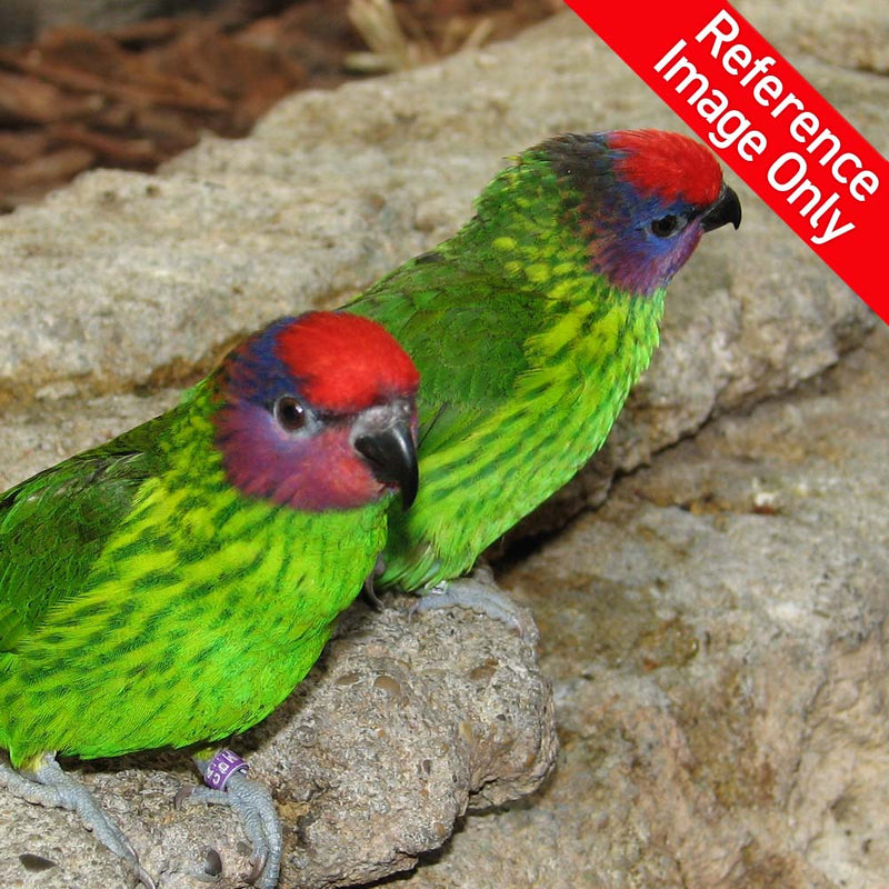 Hand Fed Goldie's Lorikeet - Psitteuteles goldiei
