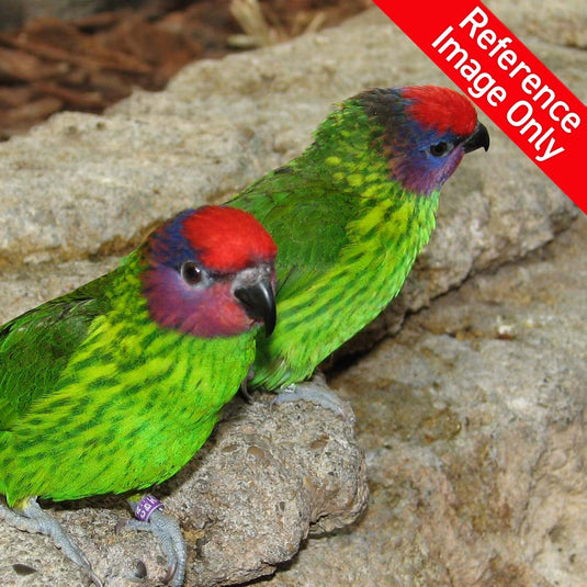 Hand Fed Goldie's Lorikeet - Psitteuteles goldiei