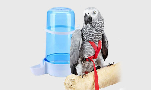 Accessories for Birds and Bird Cages