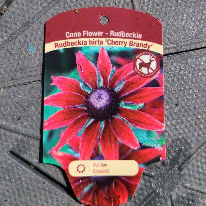 'Cherry Brandy' Black-Eyed Susan | Perennial
