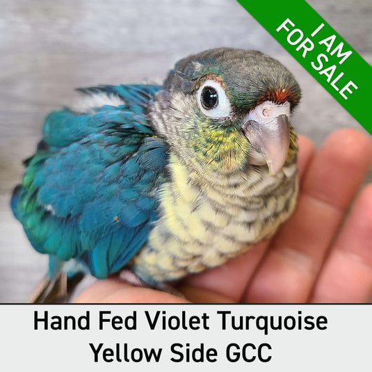 Hand Fed Green Cheeked Conure/Mutation - Pyrrhura molinae