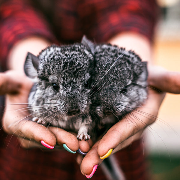 Multi-Bag Bundle - Witte Molen Puur Chinchilla & Degu Food 500g x 5
