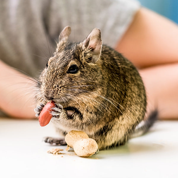 Multi-Bag Bundle - Witte Molen Puur Chinchilla & Degu Food 500g x 5
