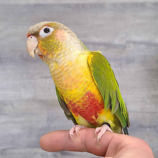 Pineapple Green Cheek Conure