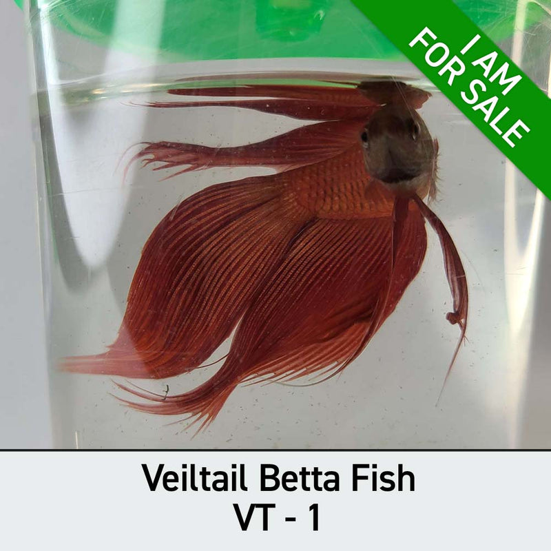 #Select Your Fish_VT-1
