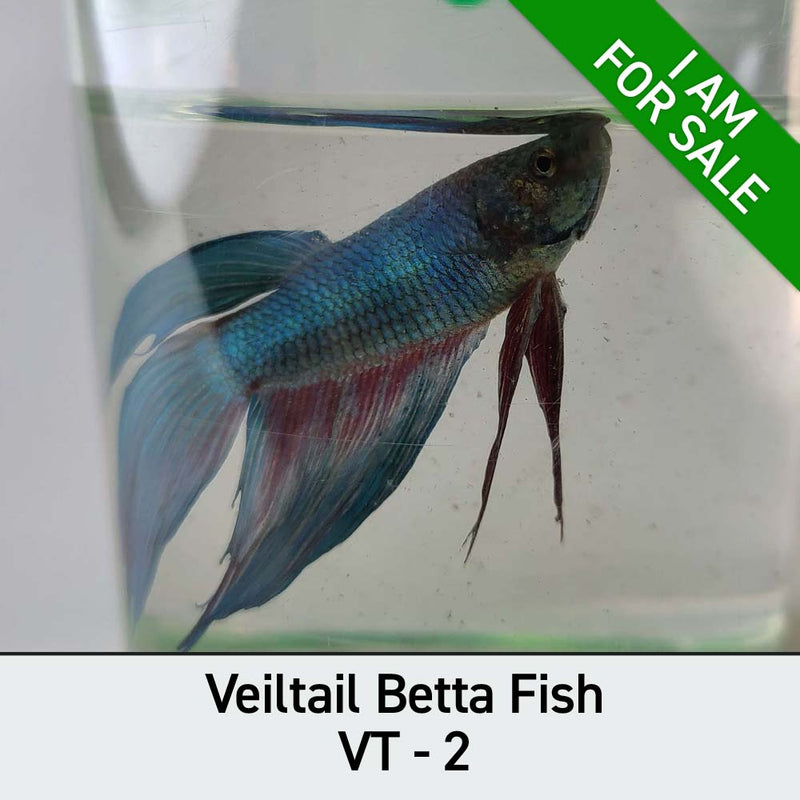 #Select Your Fish_VT-2
