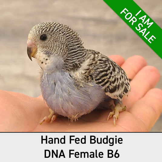 Hand Fed Budgie Parakeet - Melopsittacus undulatus