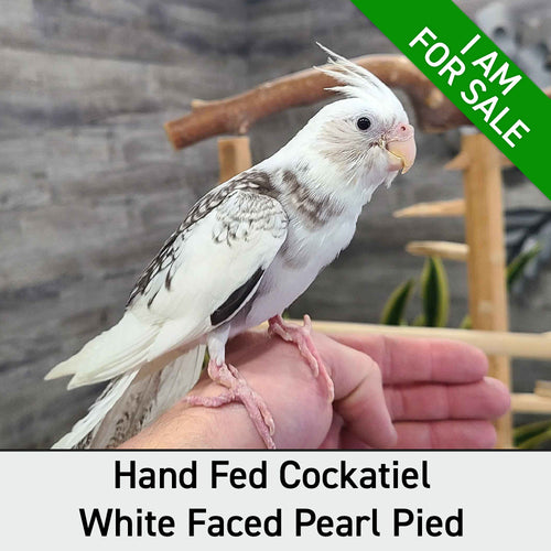 Hand Fed Cockatiel White Faced/Mutation - Nymphicus hollandicus