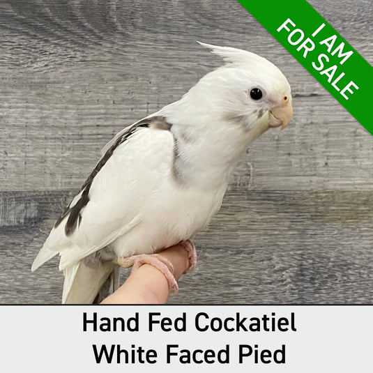 Hand Fed Cockatiel White Faced/Mutation - Nymphicus hollandicus