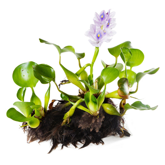 Water Hyacinth PLUS Water Lettuce - Combo