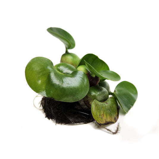 Water Hyacinth PLUS Water Lettuce - Combo