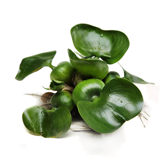 Bulk Water Hyacinth