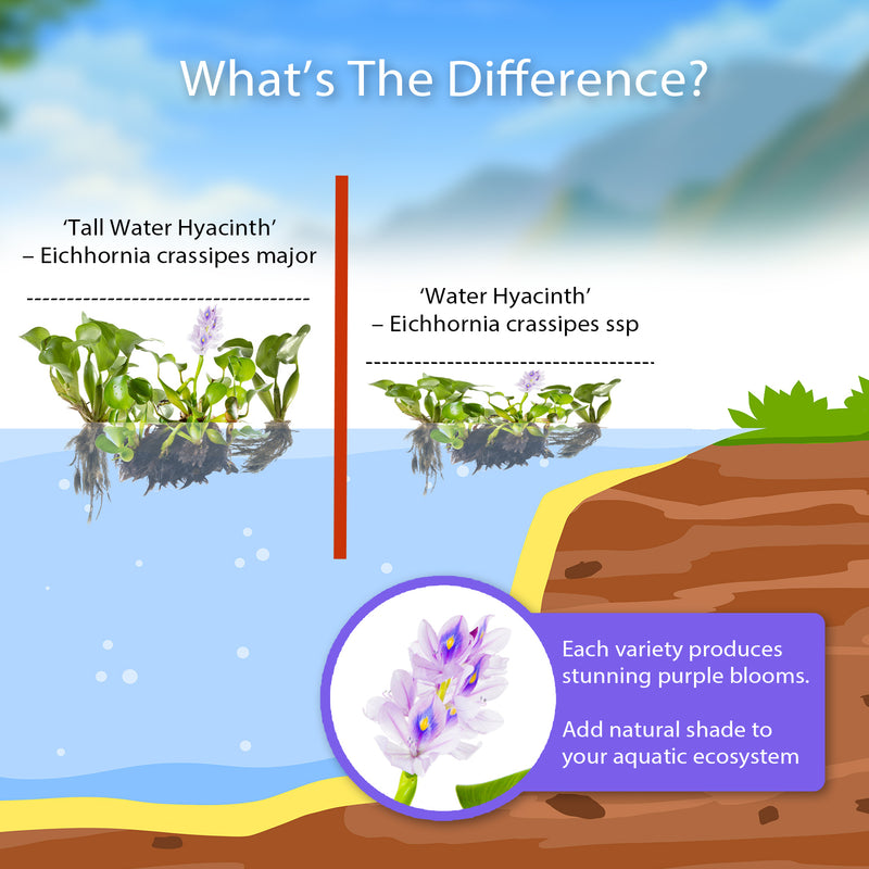 Water Hyacinth PLUS Water Lettuce - Combo
