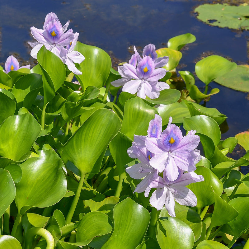 Water Hyacinth PLUS Water Lettuce - Combo
