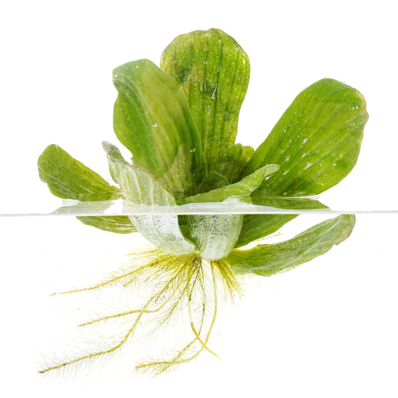 Water Hyacinth PLUS Water Lettuce - Combo
