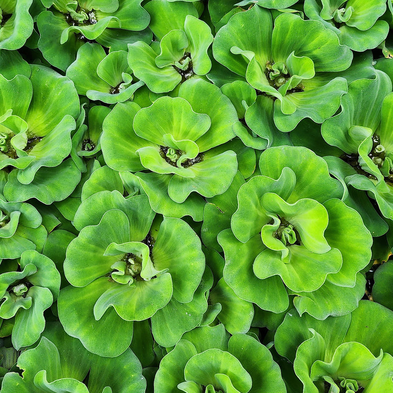 Water Hyacinth PLUS Water Lettuce - Combo
