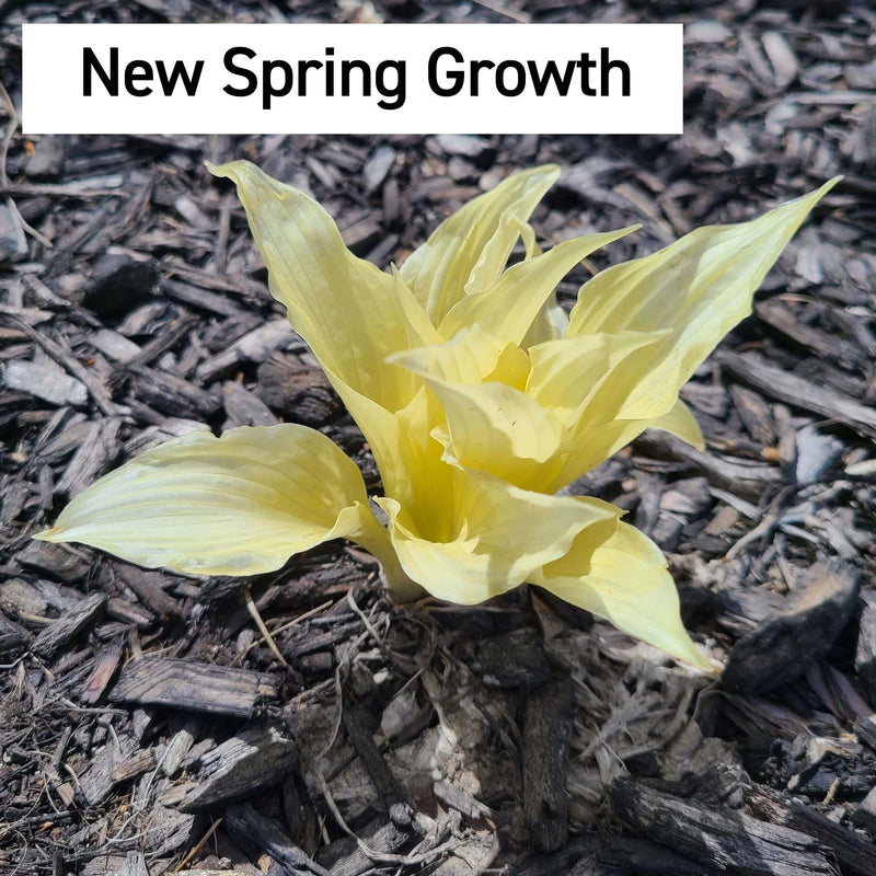 White Feather Version 2.0 | Specialty Hosta 1 Gal
