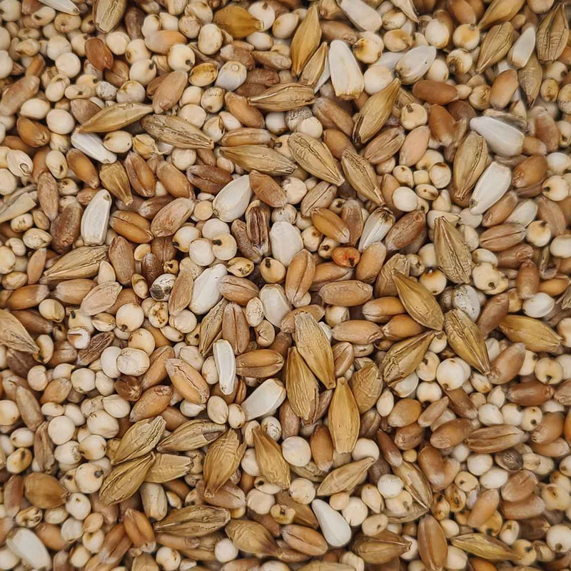 Pigeon Young Seed Mix 🍁
