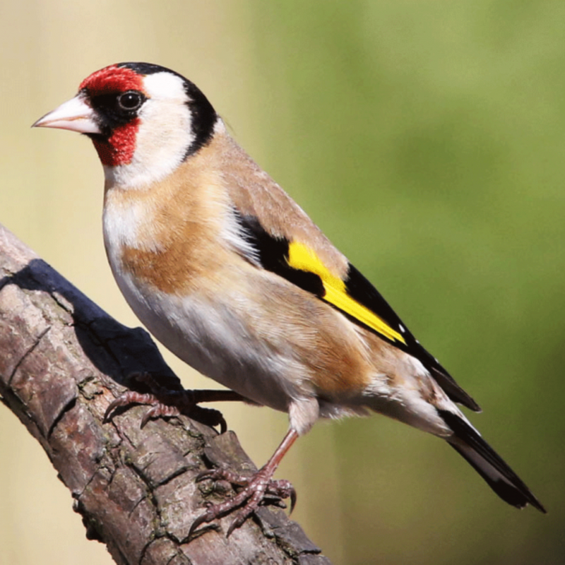 European GoldFinch Seed Mix with Herbs  - 2.5 kg
