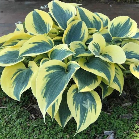 Shadowland Autumn Frost | Novelty Hosta 1 Gal
