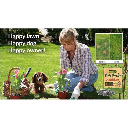 Dog rocks lawn burn patch preventative best sale