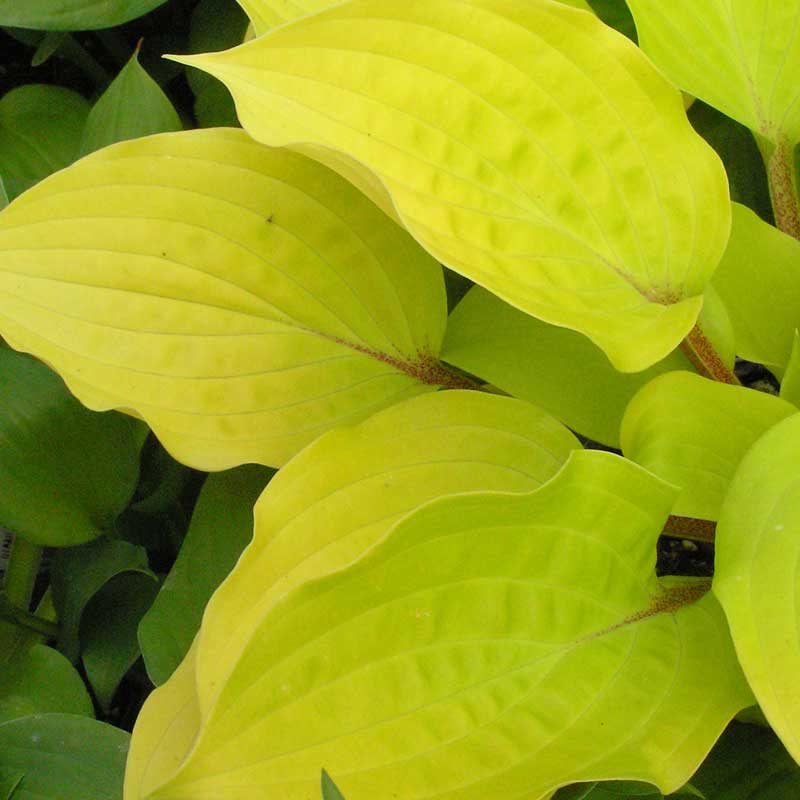 Fire Island | Specialty Hosta 3/4 Gal
