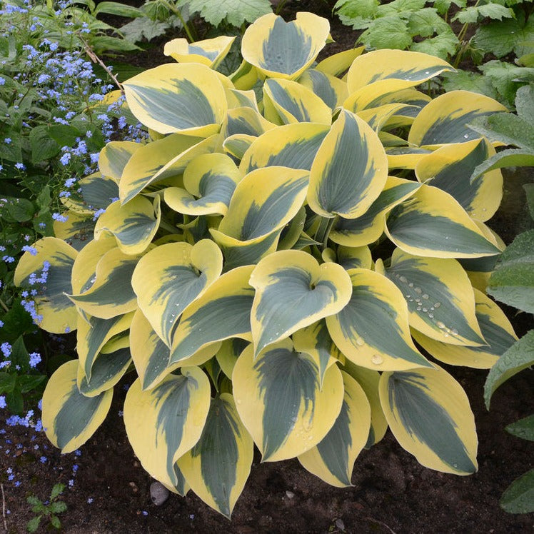 Shadowland Autumn Frost | Novelty Hosta 1 Gal
