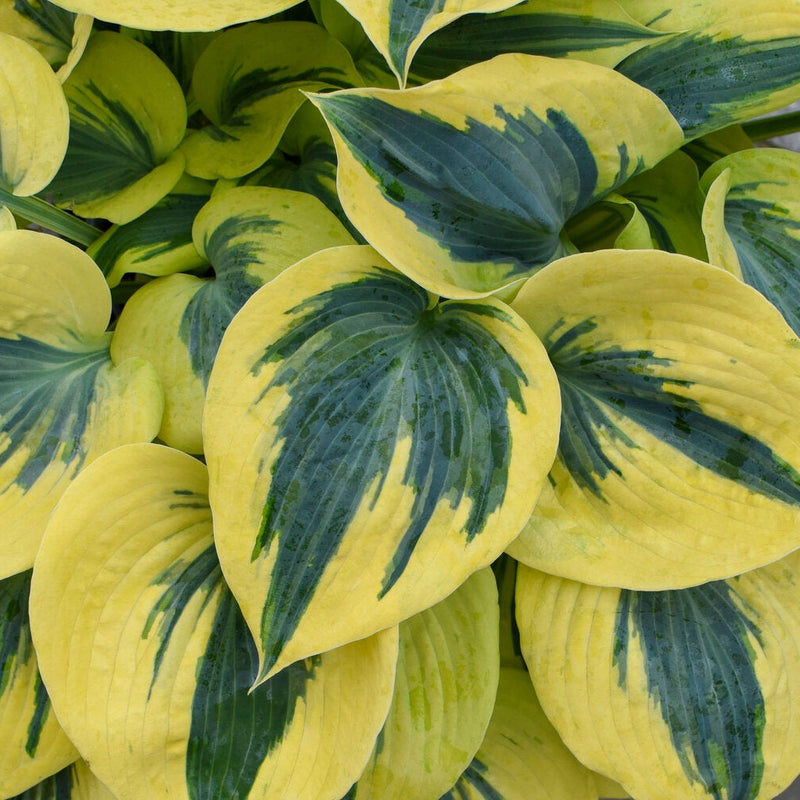 Shadowland Autumn Frost | Novelty Hosta 1 Gal
