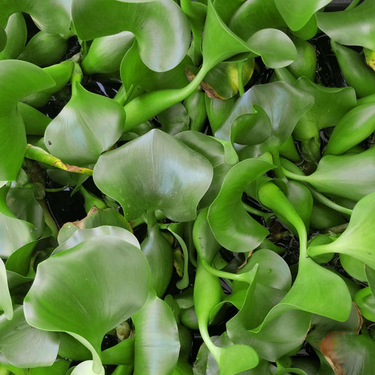 Water Hyacinth PLUS Water Lettuce - Combo