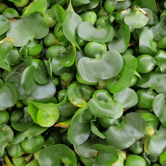 Water Hyacinth PLUS Water Lettuce - Combo