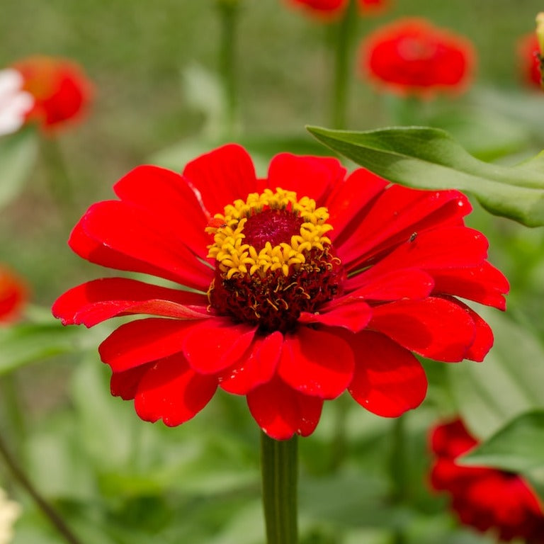 Profusion Mix Zinnia Flower | Annual
