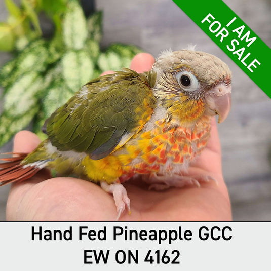 Hand Fed Green Cheeked Conure/Mutation - Pyrrhura molinae