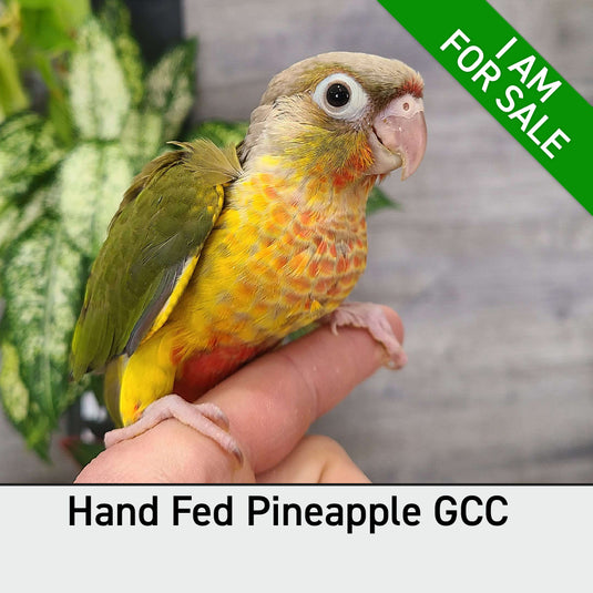 Hand Fed Green Cheeked Conure/Mutation - Pyrrhura molinae