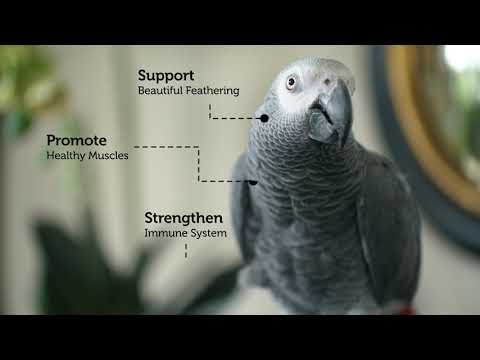 Load and play video in Gallery viewer, ZuPreem Smart Selects Enrichment Diet for Medium Birds
