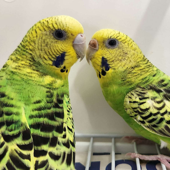 Second Chance Rehome Birds for Adoption - Exotic Wings & Pet Things