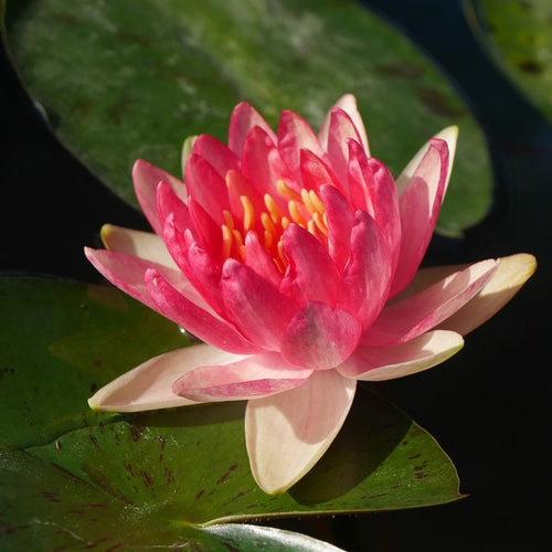 Steven Strawn | Nymphaea | Water Lily