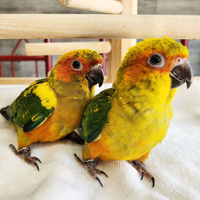 Hand Fed Sun Conure - Aratinga solstitialis
