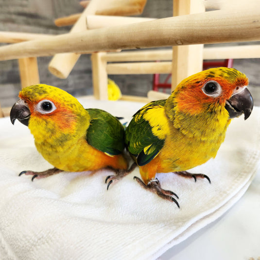 Hand Fed Sun Conure - Aratinga solstitialis