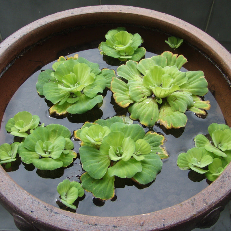 Water Hyacinth PLUS Water Lettuce - Combo
