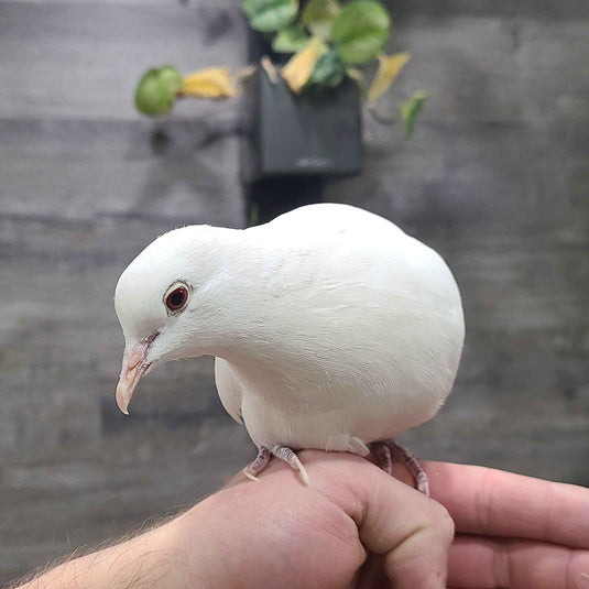 White Dove